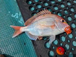タイラバ行ってきました！！！