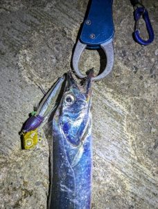 タチウオ釣れてます!