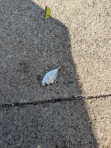 ほのぼの五目釣り~