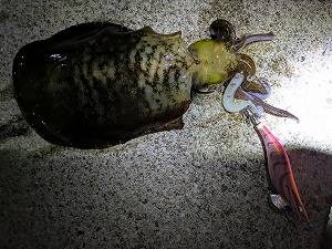 成果得られず…