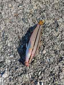 ほのぼの五目釣り～②