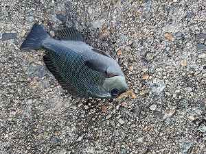 ほのぼの五目釣り～③