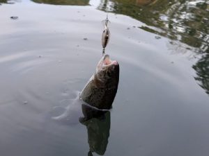 醒ヶ井養鱒場行ってきました！