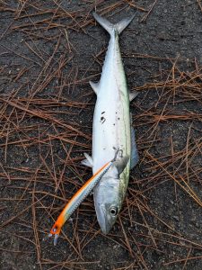 初釣り行ってきました！