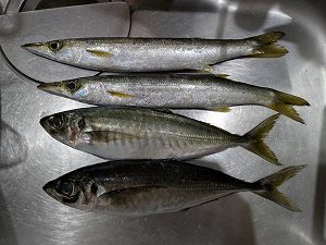 初釣り…ではない…