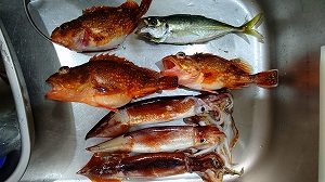 ヤリイカ狙い…