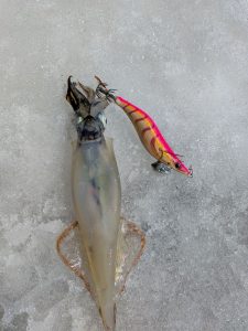 ヤリイカ行ってきました！