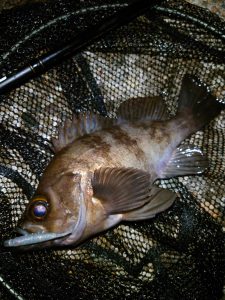 マイクロベイト絡みにはジグ単！