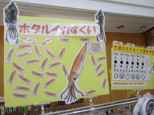 富山ホタルイカ情報！