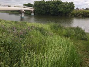 [TB上尾]近所の水辺で小物釣り