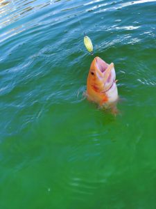 埼玉プールトラウト開幕！川越水上公園へ！