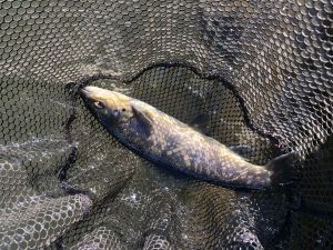 宮城アングラーズヴィレッジに行ってきました～