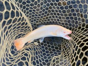 浮上系ミノーはやっぱり必須！？