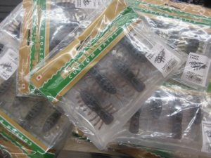 明日はタックルベリーデイ！ ヤゴットもね！