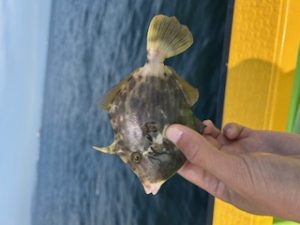 カワハギ釣果情報！