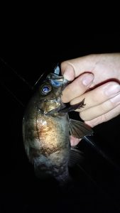 海の釣果、川の釣果