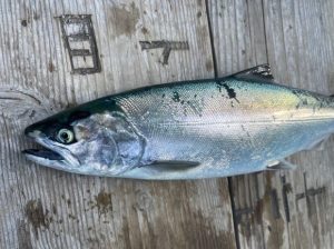 【釣果情報】マスジギ最新情報！