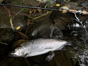 【ｽﾀｯﾌ釣果】灼熱に抗う