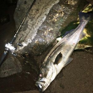 【スタッフ釣果】秋シーズン!秋田シーバス