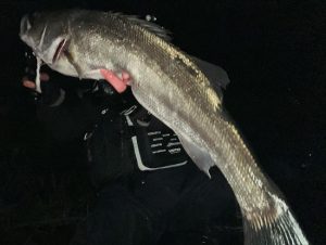 【スタッフ釣果】今期初ランカー!秋田シーバス釣行!