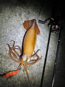 【ｽﾀｯﾌ釣果】三陸 冬の堤防イカ🦑