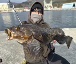 【ｽﾀｯﾌ釣果】またまたロックフィッシュ調査へ🎣