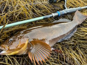 【お客様釣果】磯探し隊