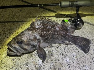 【ｽﾀｯﾌ釣果】2026　新年初釣りへ！