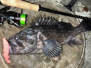 【ロックフィッシュ】クロソイが釣りたい！！