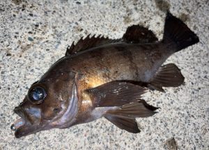 【ｽﾀｯﾌ釣果】山田方面メバル調査！