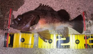 【ｽﾀｯﾌ釣果】良型ﾒﾊﾞﾙを探せ！