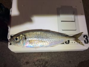 【スタッフ釣果】男鹿半島アジング！