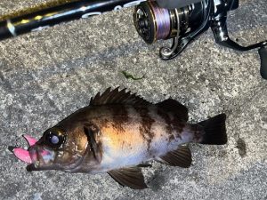 【ｽﾀｯﾌ釣果】ナイトロックでゲスト登場！！