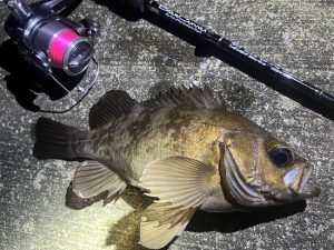 【ｽﾀｯﾌ釣果】夏の尺メバルハント👀