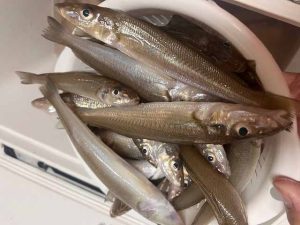 冷凍、粉餌の取り扱い御座います！