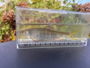 ふらっと小物釣り。お子様と楽しめます。