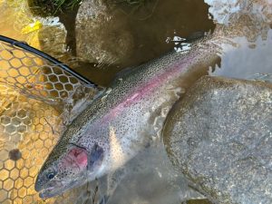 本日は少し離れた場所から釣果情報。