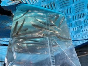 鳴沢湖、ﾜｶｻｷﾞ釣果