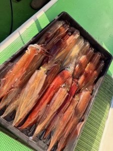 静岡 小田原 ヤリイカ船 釣果