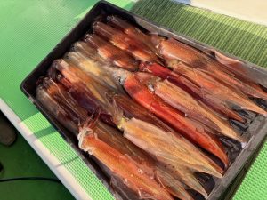 静岡 小田原 ヤリイカ船 釣果