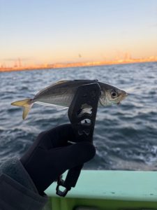 東京湾ライトアジ釣果！
