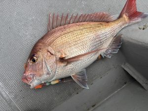 ﾃﾞｨｰﾌﾟﾀｲﾗﾊﾞ好調です！