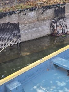 灼熱の上野沼釣行！