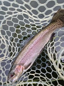 夏のエリアトラウト釣行！