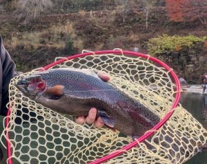 【釣果情報】発光路の森で実釣！新作「おっきなズルビー」が炸裂しました！