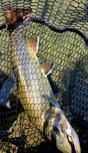 上永野フィッシングリゾートさん釣行！