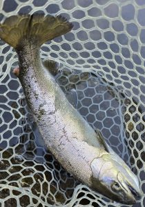 日本イワナセンター釣行!