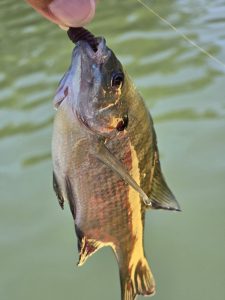 今年も本格始動！バス釣行