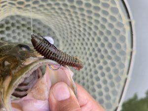 【釣果情報】小山店オリカラ「スカパン」釣れてます！