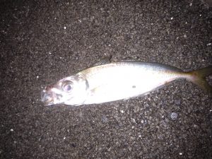 釣果情報（アジング）